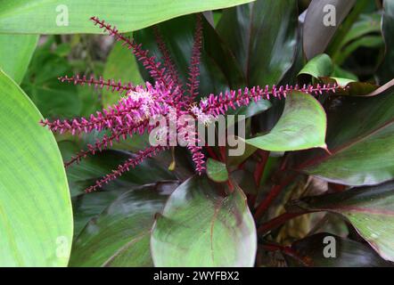 Cordyline, Hawaiian Ti Plant, Good Luck Plant, Ti Plant, Palm Lily, Cabbage Palm, Cordyline fruticosa, Asparagaceae. Costa Rica, Central America. Stock Photo