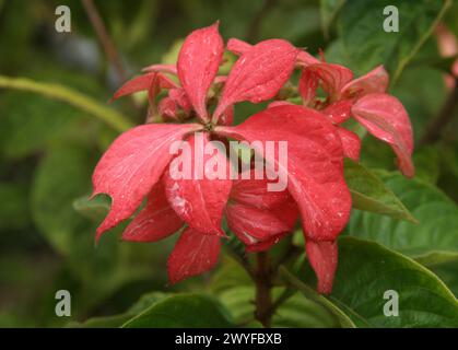 Musaenda Rosada, Mussaenda phyllipica 'Dona Luz', Rubiaceae. Tropical shrub with red calx and green leaves. Costa Rica, Central America. Stock Photo