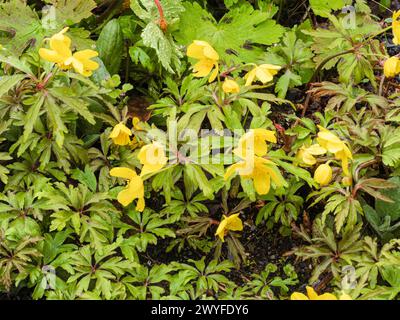 Ferny foliage and blooms of the yellow wood anemone, Anemone ranunculoides, in early spring display Stock Photo