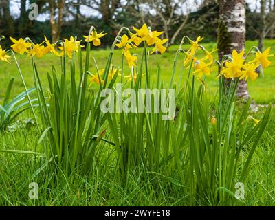 Early spring flowering yellow daffodil, Narcissus 'Tete a Tete', growing in unmown garden grass Stock Photo