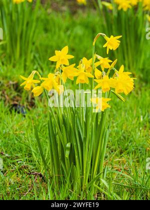 Early spring flowering yellow daffodil, Narcissus 'Tete a Tete', growing in unmown garden grass Stock Photo