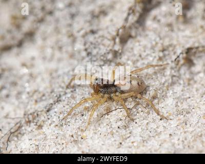 Sand Bear Wolf Spider (Arctosa perita) juvenile hunting on sandy heathland, Dorset, UK, September. Stock Photo