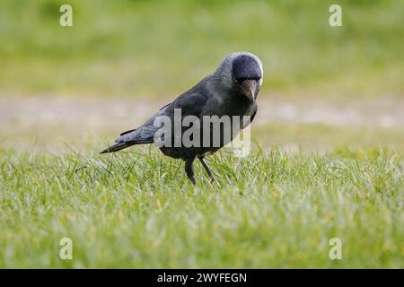 Jackdaw (Corvus monedula) walking on grass Stock Photo