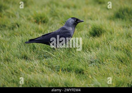 Jackdaw (Corvus monedula) walking on grass Stock Photo