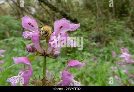 Bumblebee on the lamium maculatum purple flowers. Spotted dead-nettle, spotted henbit or purple dragon flowering plant in the spring. Stock Photo