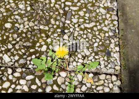dandelion between stones Stock Photo