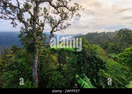 View of the dense rainforest environment at Fraser's hill, Malaysia Stock Photo