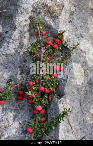 Entire-leaved cotoneaster (Cotoneaster integrifolius), a garden escape with red berries on a limestone boulder, Isle of Portland, Dorset, UK, October. Stock Photo
