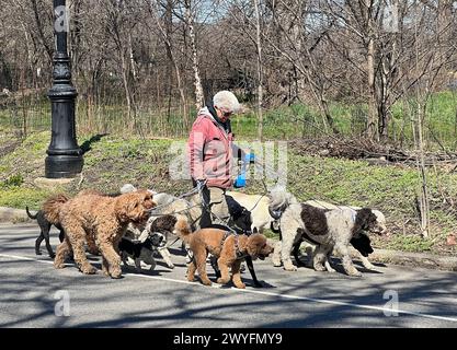 Professional dog walker tends to a large pack on the road in Prospect Park during the early spring in Brooklyn, New York. Stock Photo