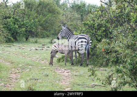 Plains zebra (Equus quagga), foal suckling from mother Stock Photo