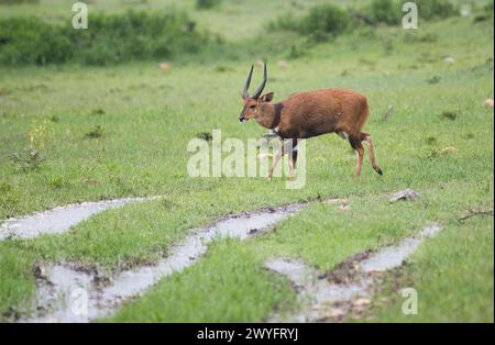 Male bushbuck (Tragelaphus scriptus) heading towards shelter during a rain storm Stock Photo