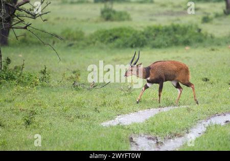 Male bushbuck (Tragelaphus scriptus) heading towards shelter during a rain storm Stock Photo