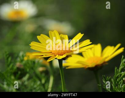 Spring. Yellow Crown Daisy - Glebionis coronaria growing wild in Portugal. Also known as Garland daisy, garland chrysanthemum and edible chrysanthemum Stock Photo