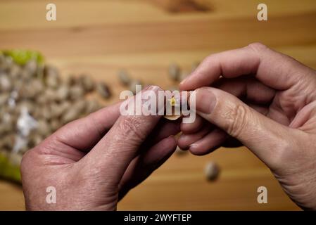 Detail of male hands opening pistachios on a background of shells and pistachios with selective focus. Stock Photo