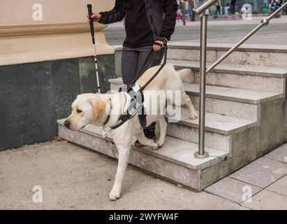 Guide dog helping blind woman in the city Stock Photo - Alamy