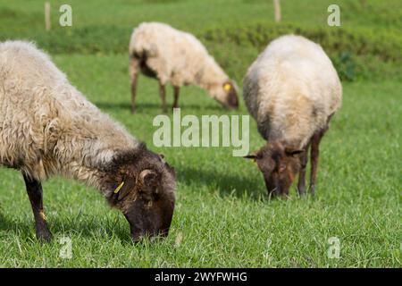 Sheeps in Idiazabal, Goierri, Gipuzkoa, Spain Stock Photo