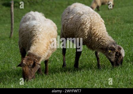 Sheeps in Idiazabal, Goierri, Gipuzkoa, Spain Stock Photo