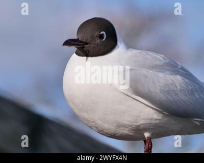 black headed gull with blurry blue background Stock Photo