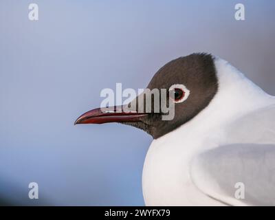 black headed gull with blurry blue background Stock Photo