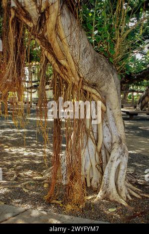 Maui, Hawaii, USA - Lahaina, Banyan Tree Aerial Roots Stock Photo