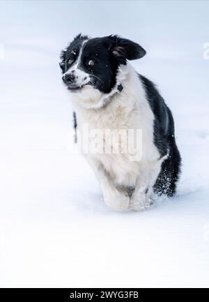 A Funny Border Collie Running in a Deep Snow, New Jersey, USA Stock Photo