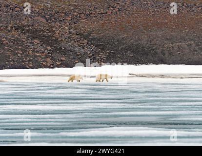 Mama and Baby Polar Bear Patrolling the Icy Shore in the Svalbard Islands Stock Photo