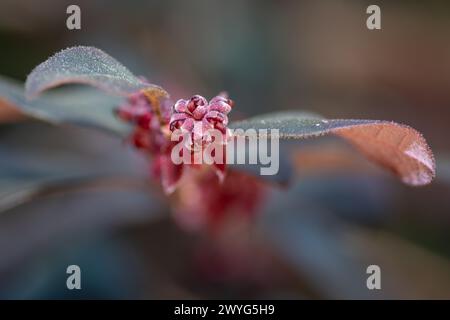 Closeup of Loropetalum chinense flower buds in early spring. Stock Photo