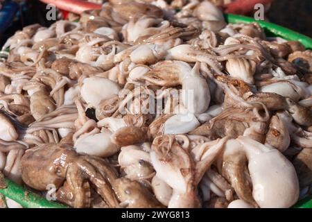 Baskets of octopuses on the beach at Mui Ne fish market in Vietnam in South East Asia Stock Photo