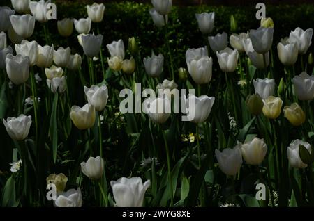 A white tulip bed with lush green leaves in the backdrop Stock Photo