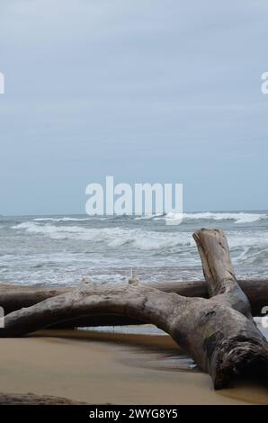 A big driftwood log on sandy beach with incoming waves Stock Photo