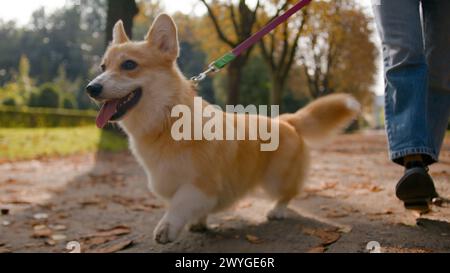 Close up small friend lovely puppy welsh corgi pembroke dog going on leash in park outdoors female legs unrecognizable woman handler owner walking Stock Photo