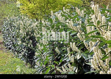Lweide Hecke Giftig