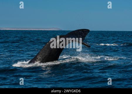 Sohutern right whale tail lobtailing, endangered species, Patagonia,Argentina Stock Photo