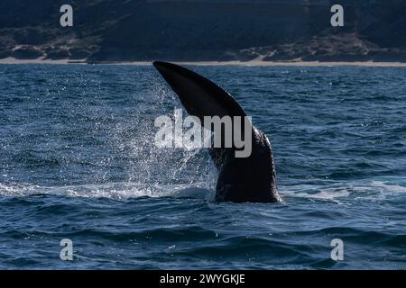 Sohutern right whale tail lobtailing, endangered species, Patagonia,Argentina Stock Photo