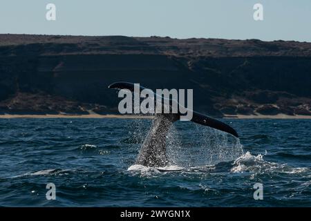 Sohutern right whale tail lobtailing, endangered species, Patagonia,Argentina Stock Photo