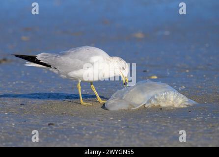 Ring-billed Gull (Larus delawarensis) eating a dead Cannonball jellyfish (Stomolophus meleagris) at the ocean coast, Galveston, Texas, USA. Stock Photo