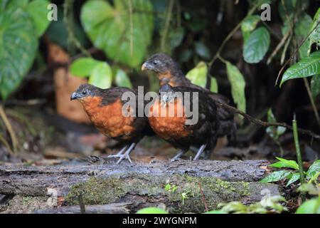 The dark-backed wood quail (Odontophorus melanonotus) is a bird species in the family Odontophoridae, which is the New World quail. Stock Photo