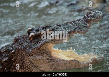 Samut Prakan, Thailand. 06th Apr, 2024. Crocodile in the pond, performing a show for tourists to watch. At Samutprakan Crocodile Farm and Zoo on April 6, 2024. in Samut Prakan Province. 35 kilometers from Bangkok. After being temporarily closed for 3 years due to the COVID-19 epidemic situation. (Photo by Teera Noisakran/Pacific Press) Credit: Pacific Press Media Production Corp./Alamy Live News Stock Photo