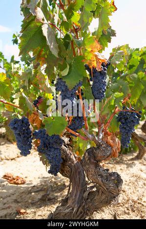 Vineyards, Tempranillo, near Laguardia, Rioja Alavesa, Araba, Basque ...