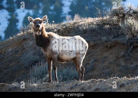 Elk in the field Stock Photo