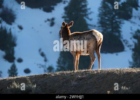 Elk in the field Stock Photo
