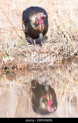 A Rio Grande Wild Turkey is reflected in the water at Bosque del Apache National Wildlife Refuge, Socorro, New Mexico Stock Photo