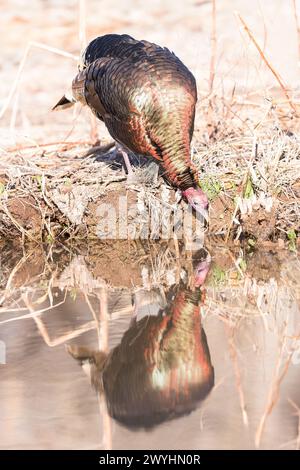 A Rio Grande Wild Turkey is reflected in the water at Bosque del Apache National Wildlife Refuge, Socorro, New Mexico Stock Photo