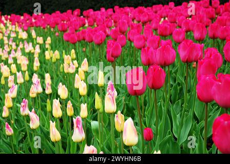In spring, tulips of multiple colors bloom in a formal garden in a park Stock Photo