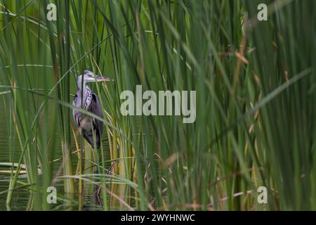A grey heron (Ardea cinerea) hunting in reeds in Izumi no Mori park, Kanagawa, Japan. Stock Photo