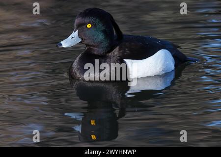 A male tufted duck (Aythya fuligula) on a lake in a park in Kanagawa, Japan Stock Photo