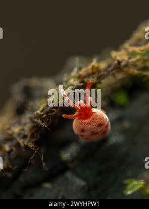 Close-up of a brightly colored red velvet mite, Trombidiidae species, crawling on some rotten wood in the Boundary Bay salt marsh Stock Photo