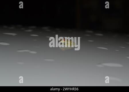 A young invasive Cuban tree frog with red eyes is reflected on the surface of a white car, which is dotted with raindrops and reflections in Altamonte Stock Photo