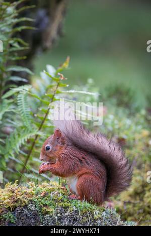 Red Squirrel [ Sciurus vulgaris ] eating a nut on a baited mossy rock with its tail up over its head,  Perthshire, Scotland, UK Stock Photo