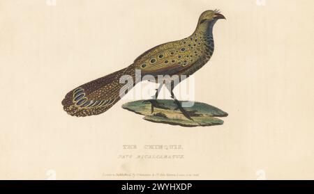Grey peacock-pheasant or Burmese peacock-pheasant, Polyplectron bicalcaratum. Native to China and the mountains between India and Tibet. The chinquis, Pavo bicalcaratus. Handcoloured copperplate engraving from Edward Griffith's The Animal Kingdom by the Baron Cuvier, London, Whittaker, 1829. Stock Photo